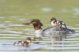 Gaensesaeger (Mergus merganser) Common Merganser