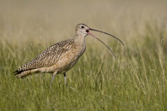 Long-billed Curlew (Numenius americanus), Alberta, Canada