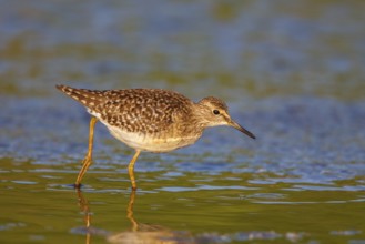 Wood Sandpiper (Tringa glareola), Greece