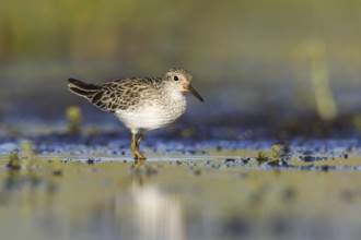 Sharp-tailed Sandpiper (Calidris acuminata), Victoria, Australia