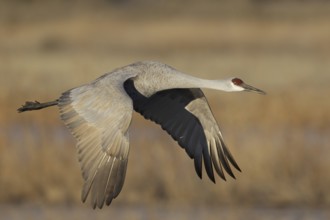 Sandhill Crane (Antigone canadensis) flying, New Mexico, USA