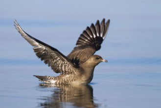 Long-tailed Jaeger (Stercorarius longicaudus), Baden-Wuerttemberg, Germany