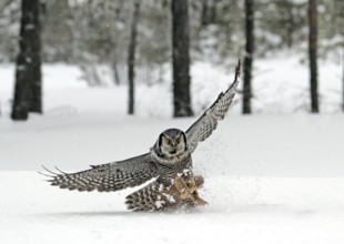 Northern Hawk-Owl (Surnia ulula) flying, Saskatchewan, Canada