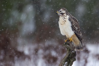 Common Buzzard (Buteo buteo), Saxony-Anhalt, Germany