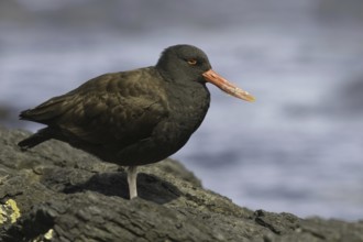 Blackish Oystercatcher (Haematopus ater), Falkland Islands