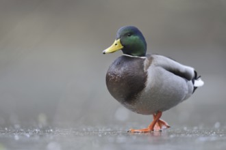 Mallard (Anas platyrhynchos) male, North Rhine-Westphalia, Germany