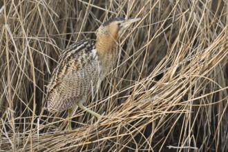 Eurasian Bittern (Botaurus stellaris), Hesse, Germany