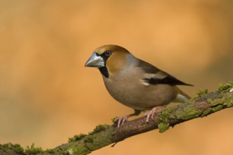 Hawfinch (Coccothraustes coccothraustes) male perched on mossy tree, Utrecht, Netherlands
