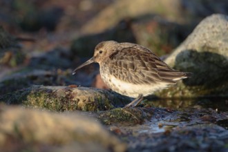 Alpenstrandlauefer; lat. Calidris alpina; im Felswatt von Helgoland auf Nahrungssuche