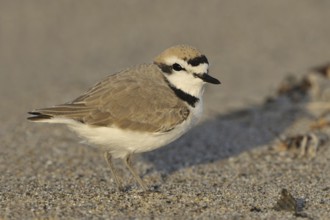 Snowy Plover (Charadrius nivosus), California, USA