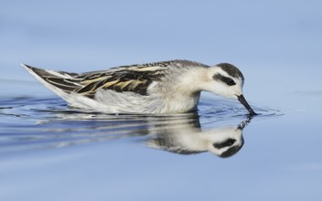 Red-necked Phalarope (Phalaropus lobatus), British Columbia, Canada