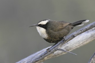Hall's Babbler (Pomatostomus halli), Queensland, Australia