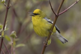 Blue-winged Warbler (Vermivora cyanoptera), Ontario, Canada