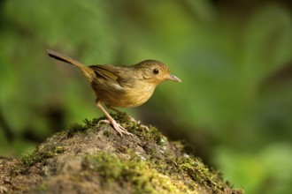Buff-breasted Babbler (Pellorneum tickelli), Pahang, Malaysia