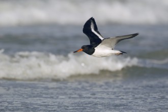 Austernfischer; lat. Haematopus ostralegus; im Ruhekleid über Brandungswellen fliegend;
