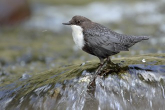 White-throated Dipper (Cinclus cinclus), Cantabria, Spain