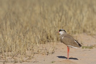 Crowned Lapwing (Vanellus coronatus), Northern Cape, South Africa