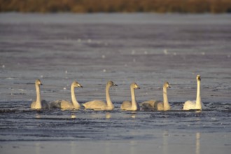 Whooper Swan (Cygnus cygnus), Lower Saxony, Germany