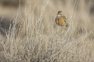 Spike-heeled Lark (Chersomanes albofasciata), Etosha National Park, Namibia