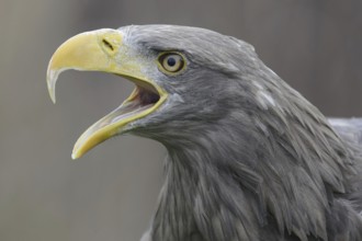 White-tailed Eagle (Haliaeetus albicilla) calling, Lower Saxony, Germany