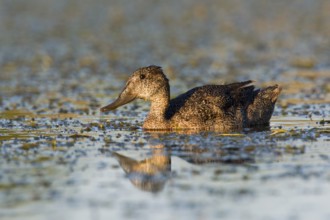 Freckled Duck (Stictonetta naevosa), Victoria, Australia