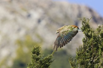 In flight