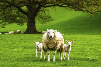 Sheeps, Pooley Bridge, Ullswater Lake, Lake District National Park, Cumbria, England, United