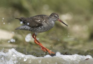 Common Redshank (Tringa totanus), Schleswig-Holstein, Germany