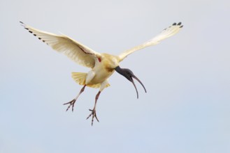 Australian White Ibis (Threskiornis molucca) flying, Victoria, Australia