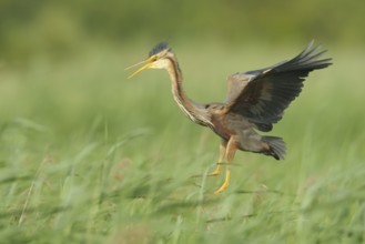 Purple Heron (Ardea purpurea)