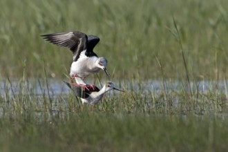 Black-winged Stilt (Himantopus himantopus) pair mating, Seewinkel, Austria