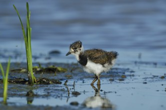 Northern Lapwing (Vanellus vanellus) juvenile, Schleswig-Holstein, Germany