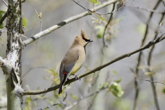 Cedar Waxwing (Bombycilla cedrorum), Waterton Lakes National Park, Alberta, Canada