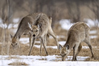 Hokkaido sika deer (Cervus nippon yesoensis), in the forest, in the snow, Tsurui, Akan district,