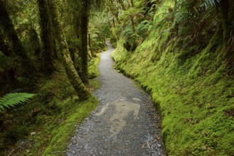 A winding path with moss-covered edges meanders through a lush forest, summer, Lake Matheson, Fox