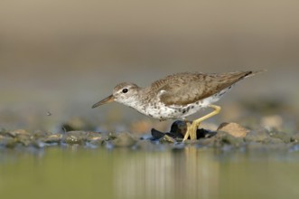 Spotted Sandpiper (Actitis macularius), Texas, USA