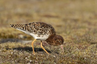 Ruff (Calidris pugnax) male foraging, Smaland, Sweden