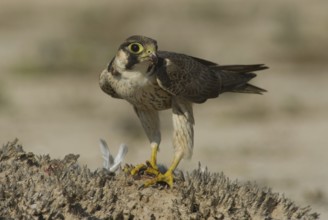 Barbary Falcon (Falco pelegrinoides), Oman