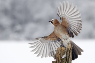 Eurasian Jay (Garrulus glandarius), Saxony-Anhalt, Germany
