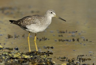 Greater Yellowlegs (Tringa melanoleuca), British Columbia, Canada