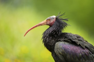 Northern bald ibis (Geronticus eremita) portrait, Bavaria, Germany