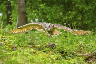 Western Siberian eagle-owl (Bubo bubo sibiricus) flying over a clearing in the forest, Bavaria,