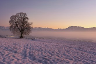 Tree in a freshly snow-covered landscape, behind the Pilatus shrouded in fog, Hohenrain, Seetal,