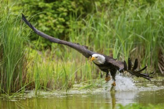 Bald eagle (Haliaeetus leucocephalus) flying over a pond, hunting, Bavaria, Germany