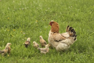Domestic chicken with a few days old young ones looking for food in a meadow, free-range, organic