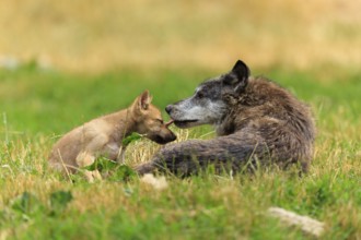 An adult wolf lovingly licking a puppy in the green grass, Timberwolf, wolf, American wolf, (Canis