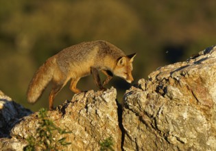 Red fox (Vulpes vulpes) in early morning light on a rock, Sierra de San Pedro, Extremadura, Spain