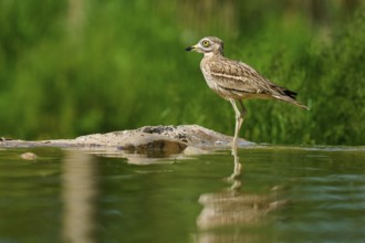 A bird stands calmly on one leg, its image reflected in the water, Stone Curlew (Burhinus