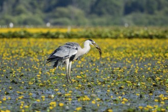 Grey heron (Ardea cinerea) amidst flowering sea pots (Nymphoides peltata) Hungary