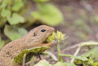 A European ground squirrel (Spermophilus citellus) or European souslik stands in an agricultural